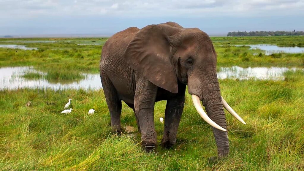 ケニアのサファリツアーで見た象