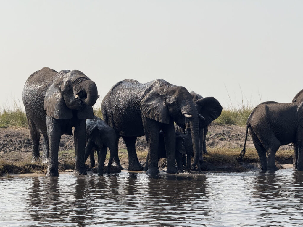 ボツワナのクルーズサファリで見た象