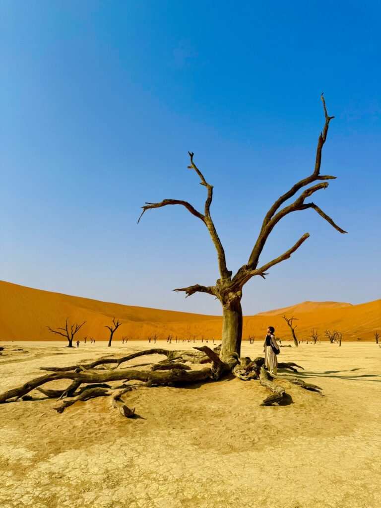 ナミビア旅行まとめ　デッドフレイ