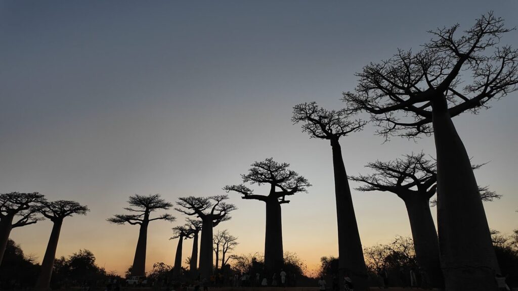 マダガスカル注意点12選