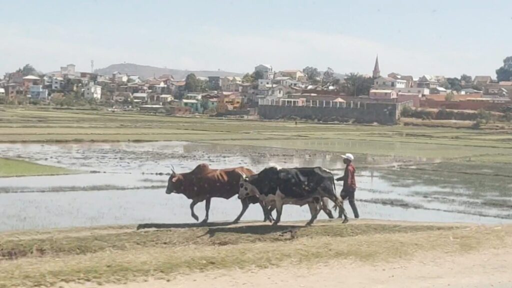 マダガスカル注意点12選