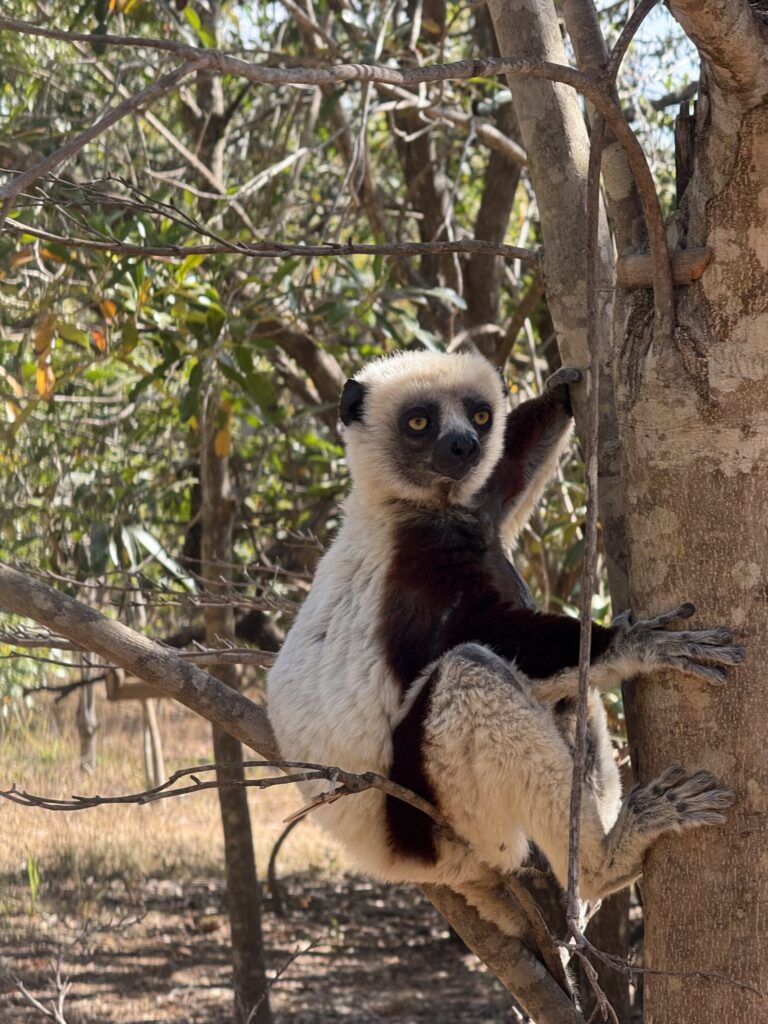 マダガスカルのアンタナナリボおすすめ観光地