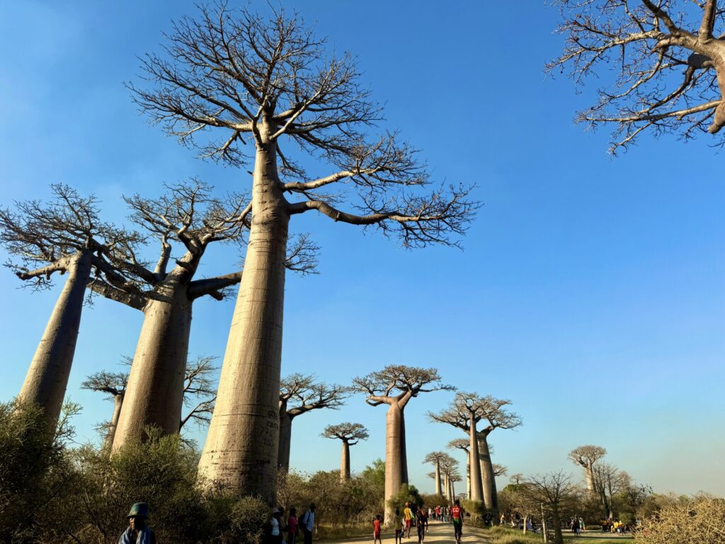 バオバブ街道 注意点、現地事情、行き方