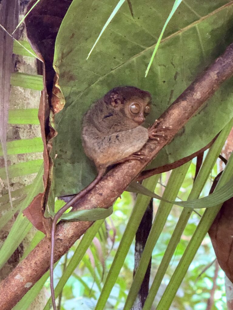 ボホール島 観光 ターシャ