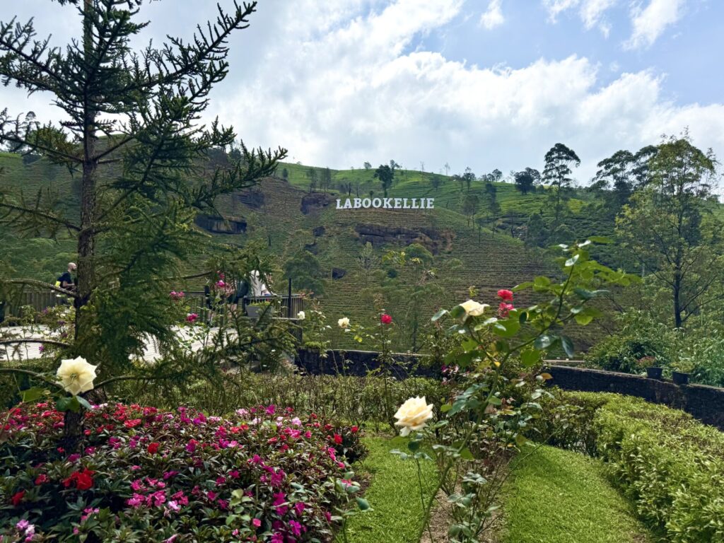 ヌワラエリヤ 紅茶工場見学おすすめ 口コミ