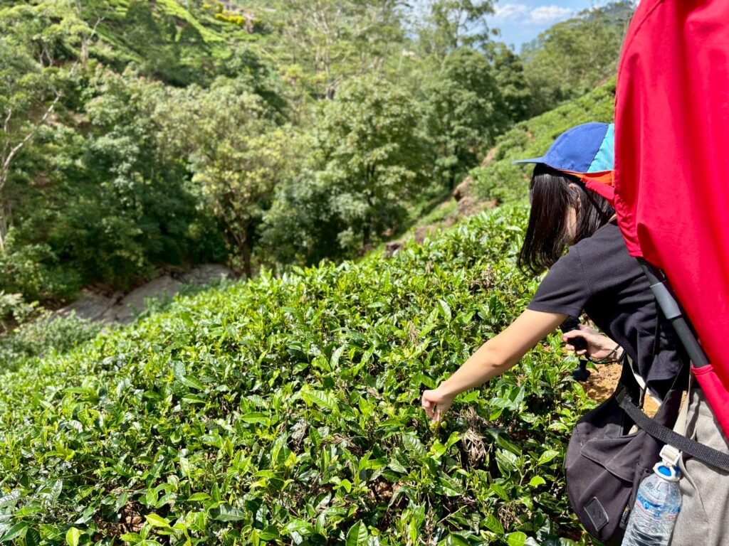 ヌワラエリヤ 紅茶工場見学おすすめ 茶摘み体験