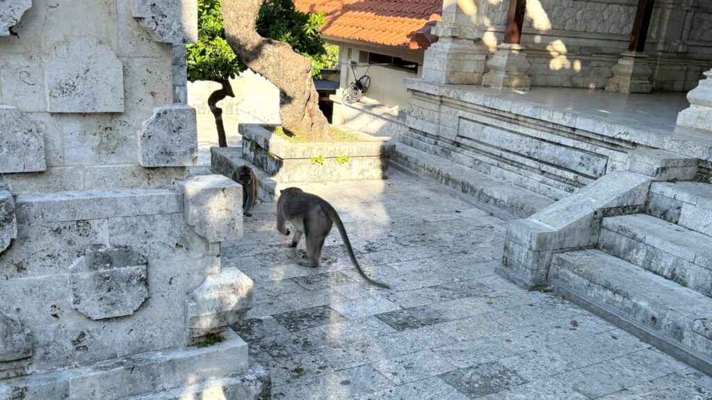ウルワツ寺院のケチャダンス　猿